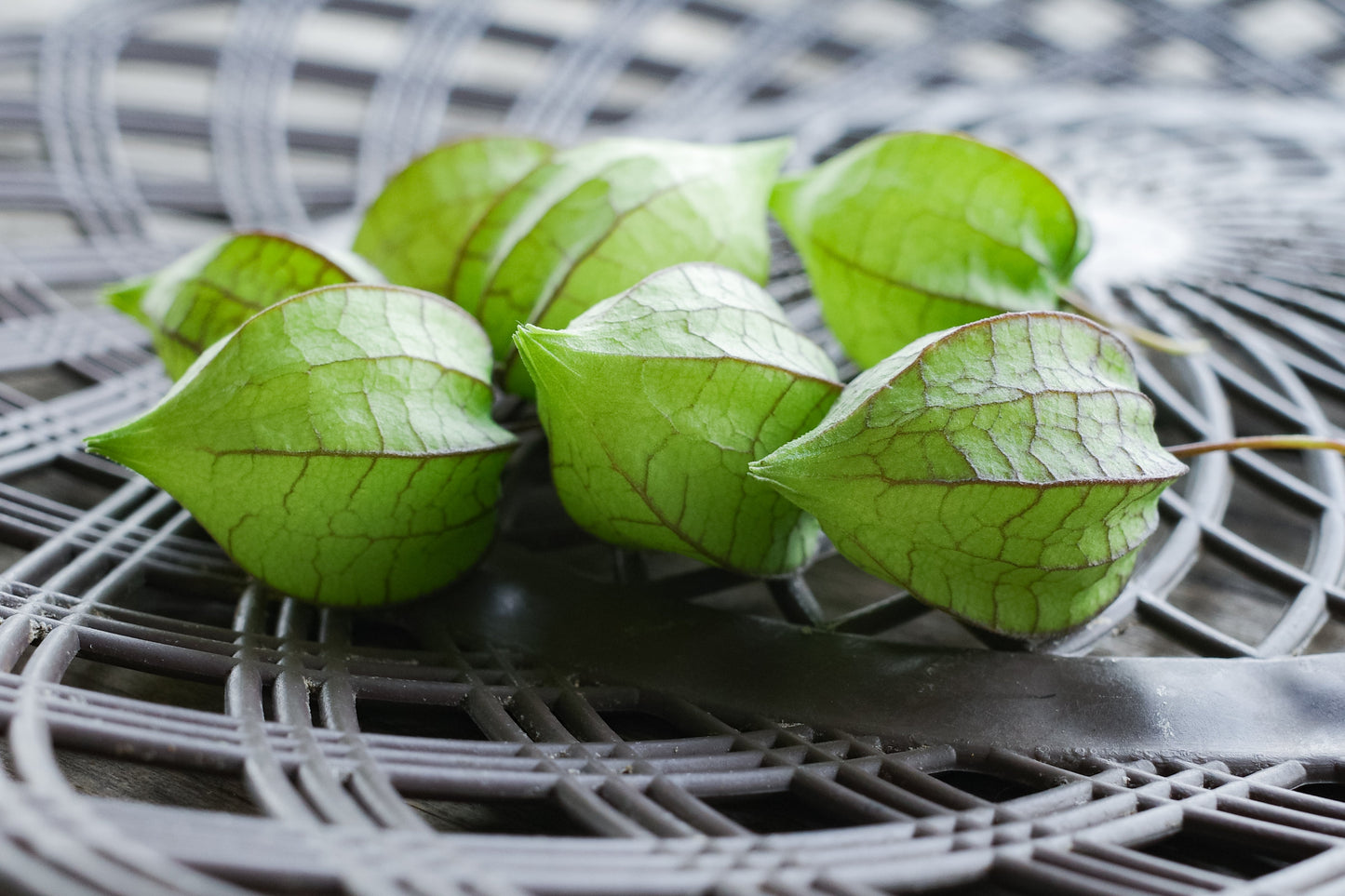 200 Organic Ground Cherry (Physalis Pruinosa) Seeds