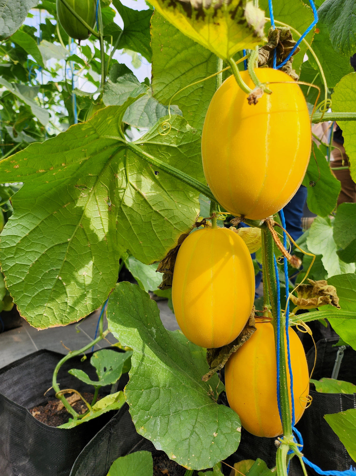 50 EARLY SILVER LINE MELON Cucumis Melo Yellow Striped Skin White Flesh Korean Fruit Seeds