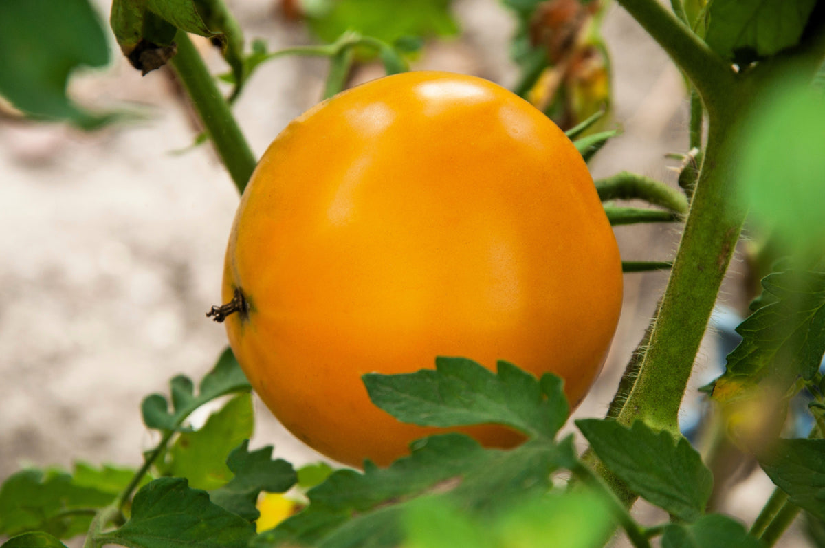 Golden Jubilee Tomato (Solanum lycopersicum) Seeds – 150 ct