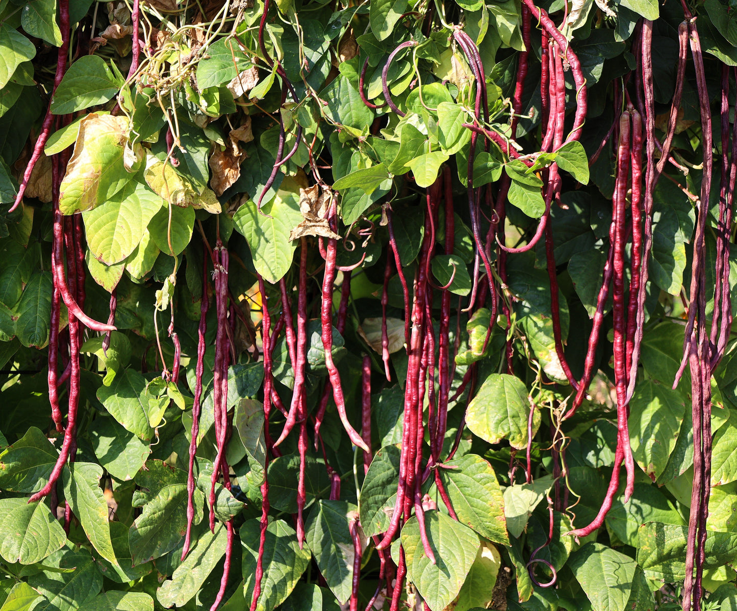 25 Red Noodle Bean (Phaseolus Vulgaris) Seeds