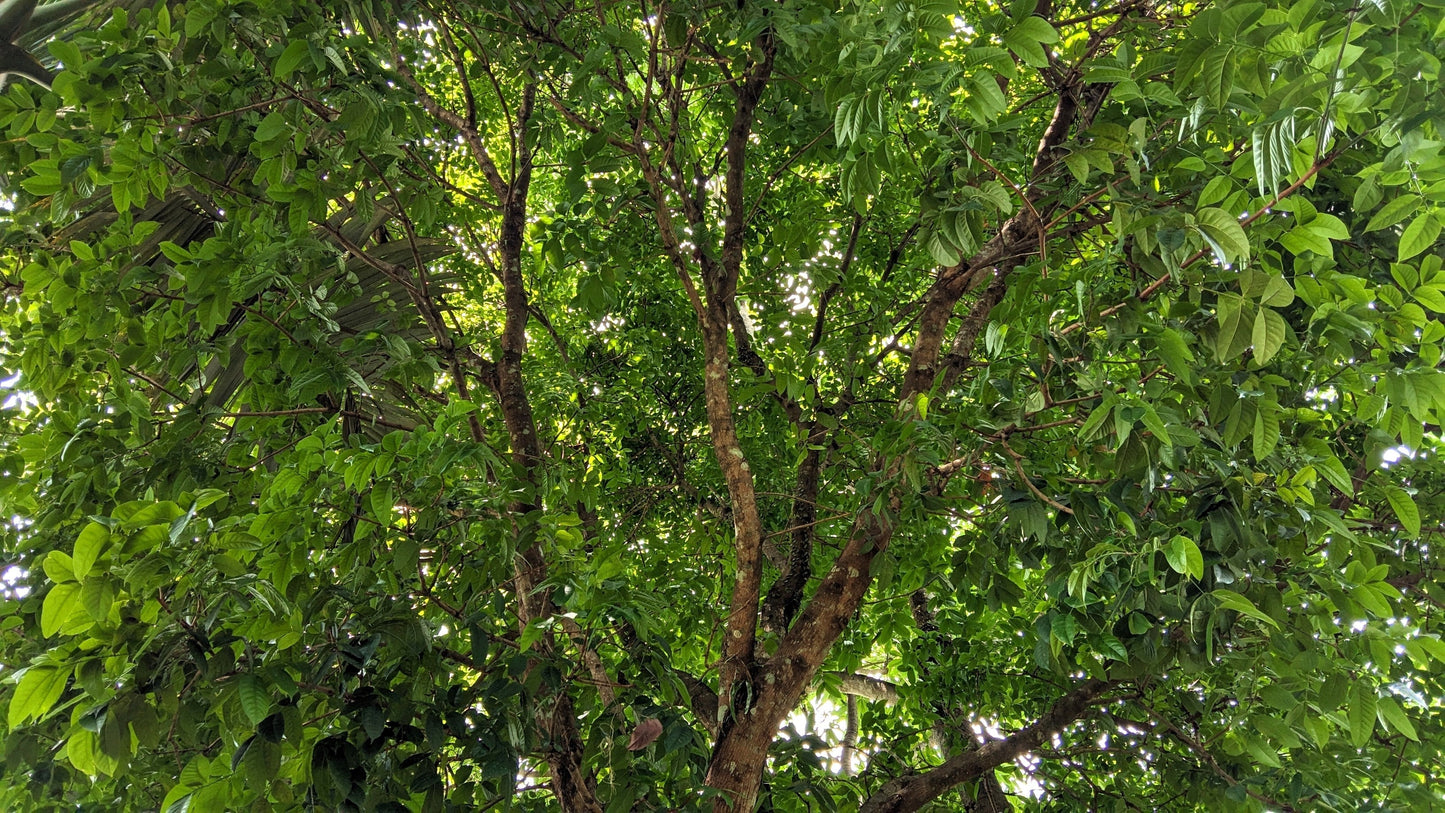 5 True Mahogany Tree (Honduran; Swietenia Macrophylla) Seeds