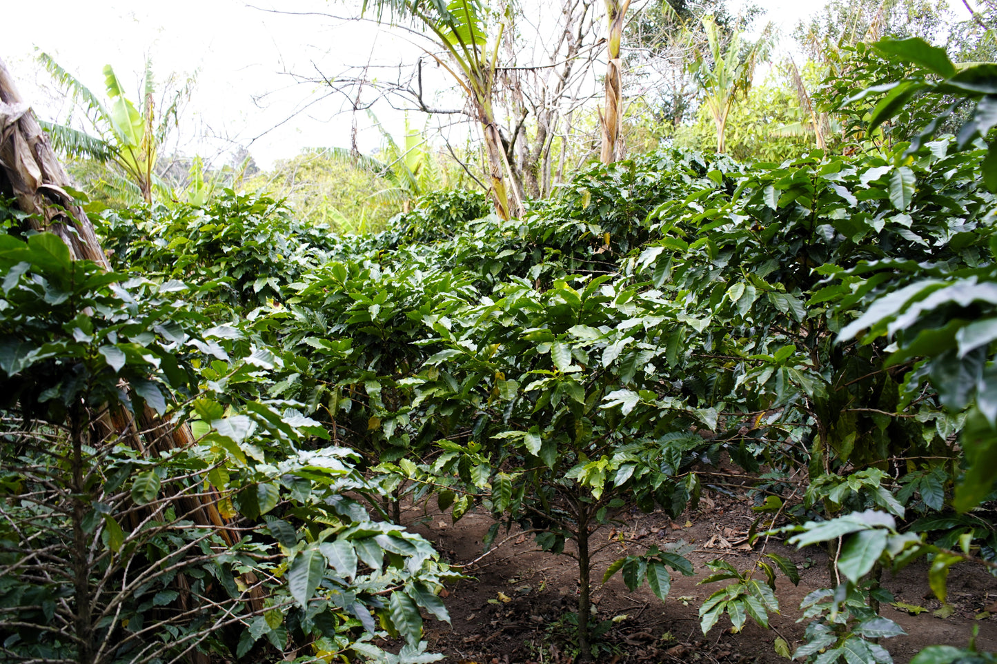 15 Arabica Coffee Seeds