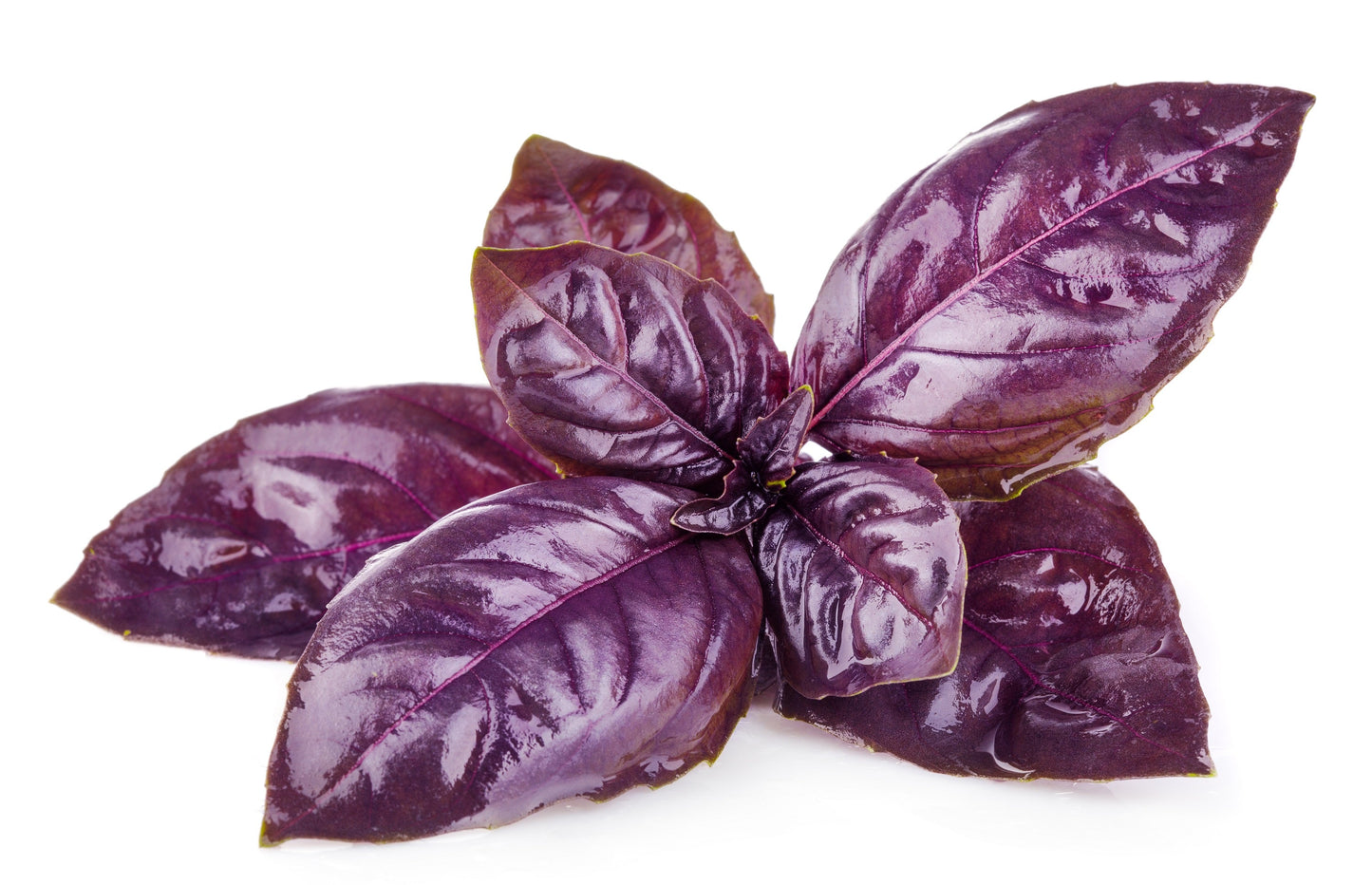 500 Red Rubin Basil (Ocimum Basilicum Purpurascens) Seeds