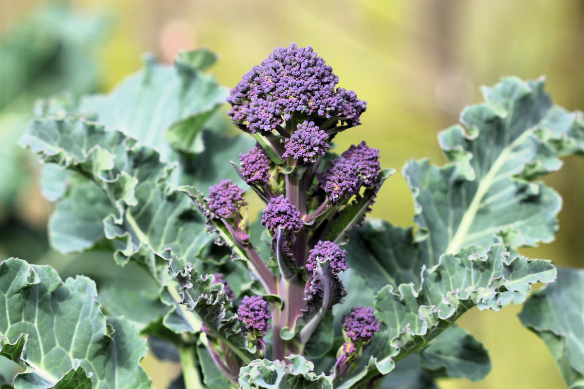 200 PURPLE SPROUTING BROCCOLI Brassica Oleracea Vegetable Seeds
