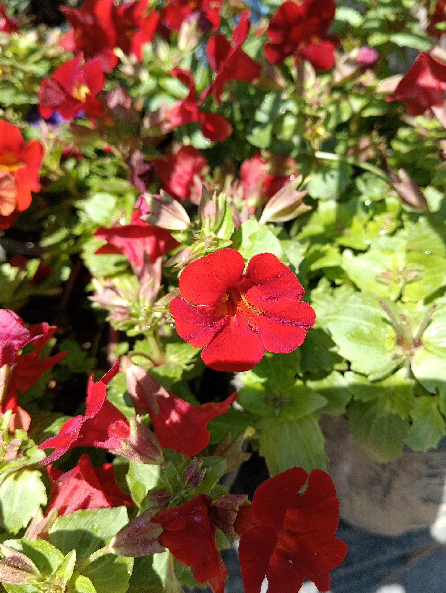 100 Twinkle Red Money Flower (Mimulus) Seeds