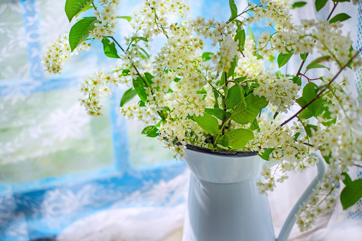 30 BLACK CHERRY Fruit Tree Prunus Serotina Fragrant White Flowers Seeds