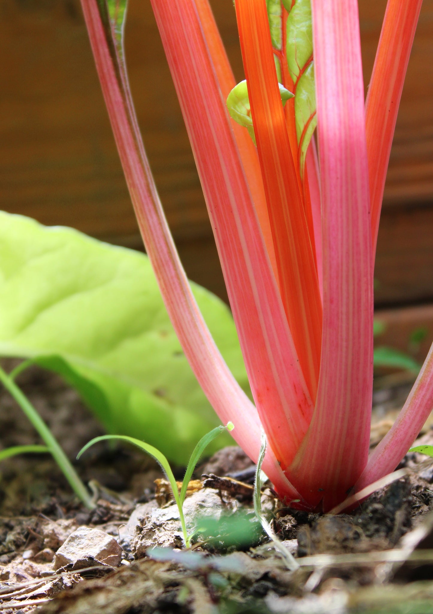 40 Flamingo Swiss Chard (Beta Vulgaris) Seeds