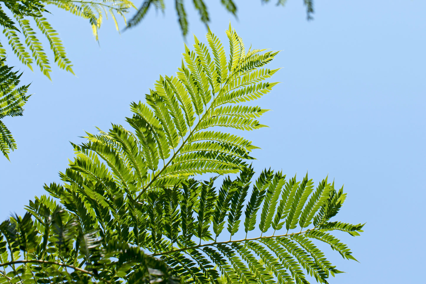 25 Blue Jacaranda Tree (Jacaranda Mimosifolia) Seeds