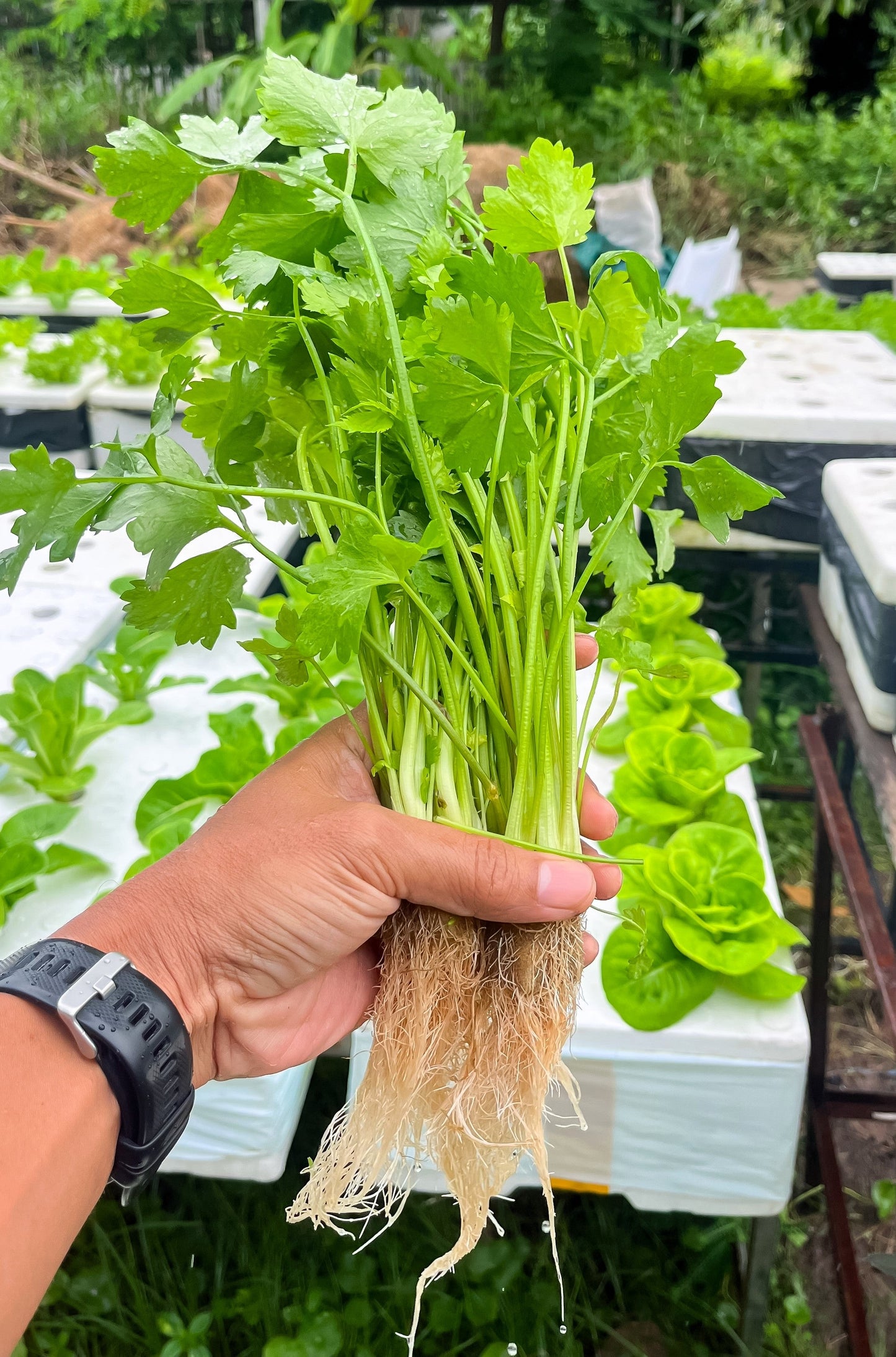 2000 Cutting Leaf Celery (Apium Graveolens) Seeds
