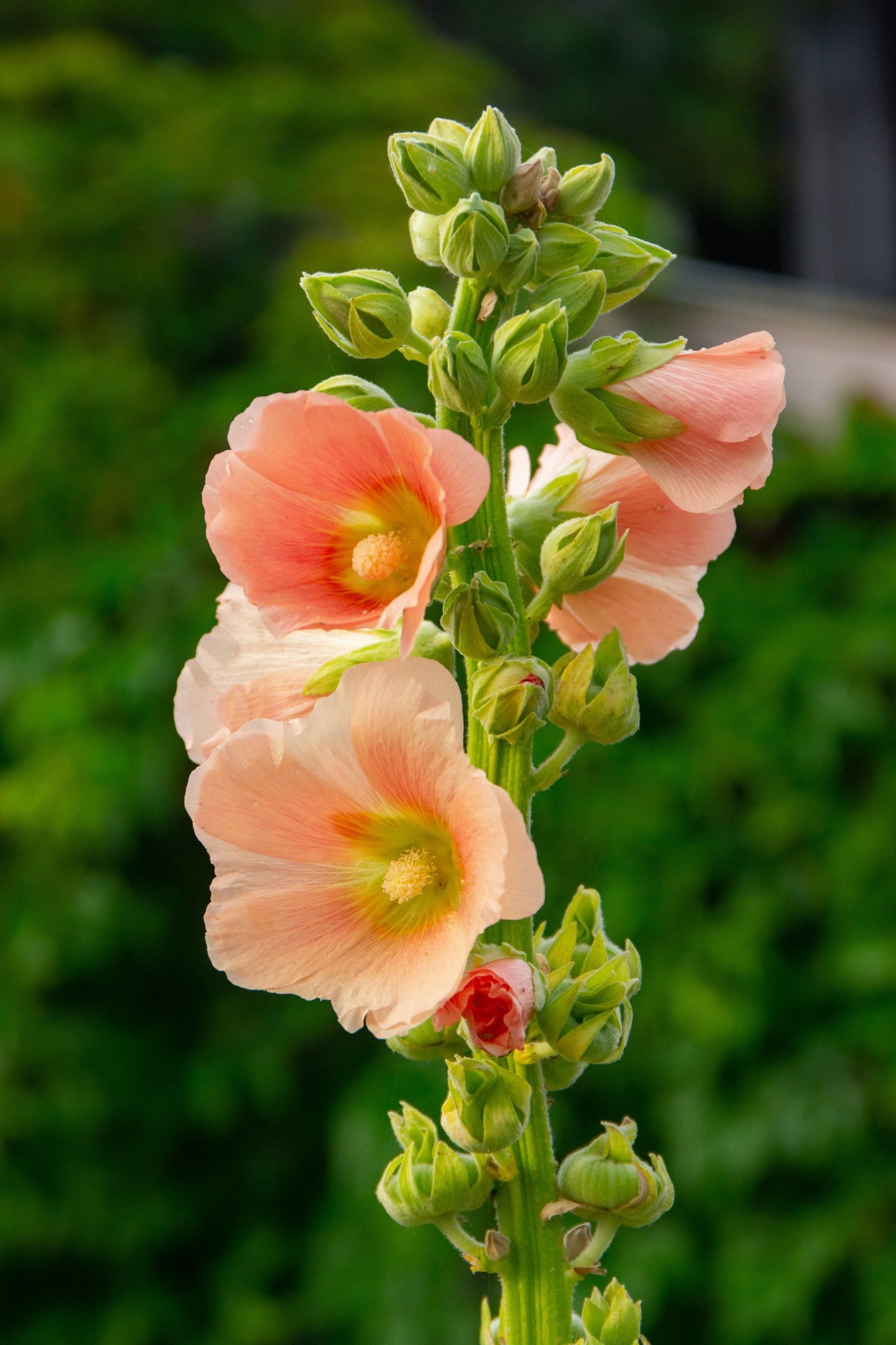 25 Peach and Brown Hollyhock (Alcea Rosea) Seeds