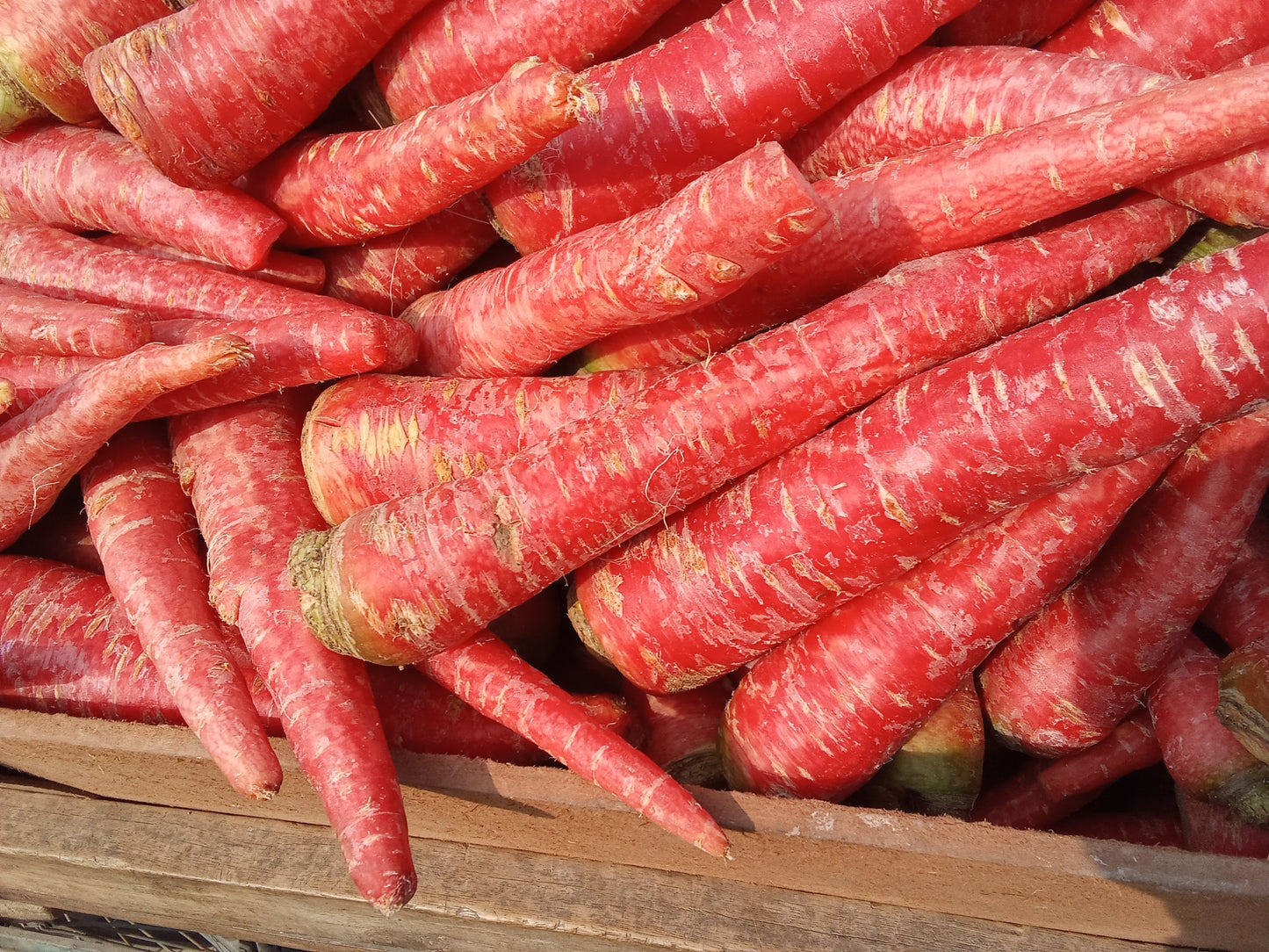 400 Atomic Red Carrot (Daucus Carota) Seeds