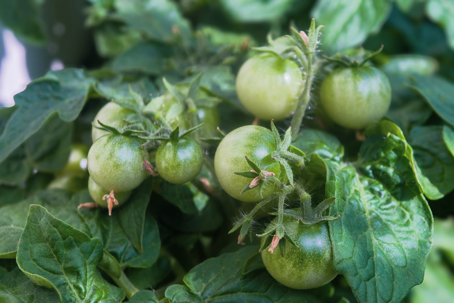 50 Snow White Cherry Tomato (Lycopersicon) Seeds