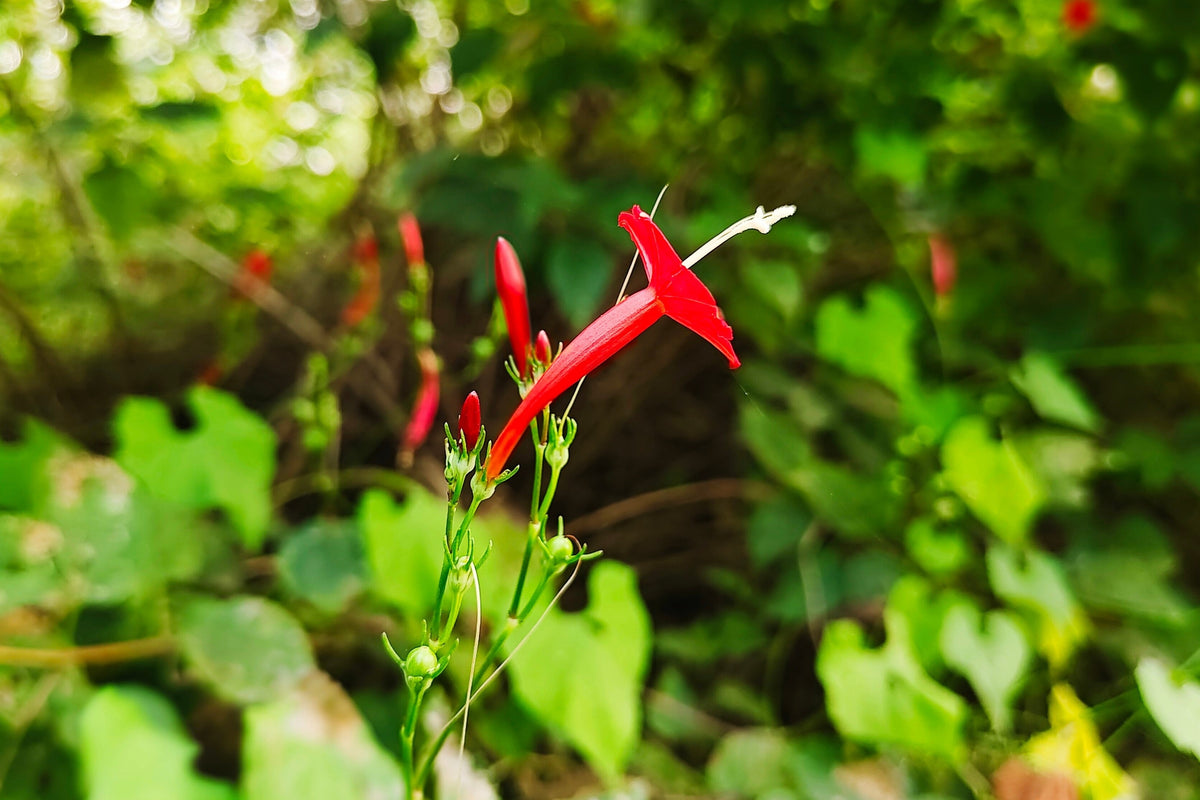 30 CARDINAL CLIMBER VINE Ipomea Quamoclit Red Flower Seeds