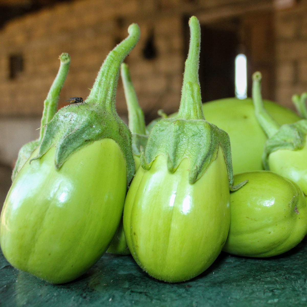 25 APPLEGREEN EGGPLANT Green Fruit / Vegetable Solanum Melongena Seeds