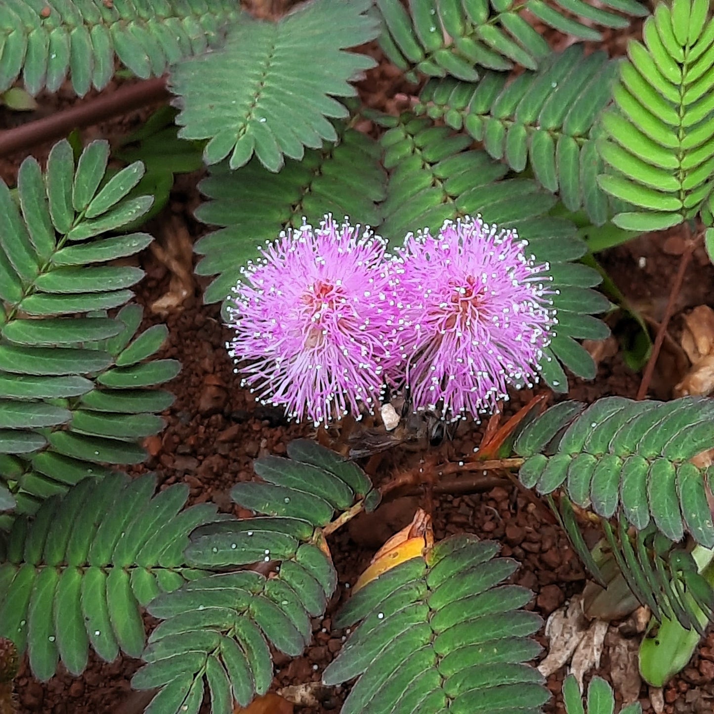100 Sensitive Plant (Mimosa Pudica) Seeds
