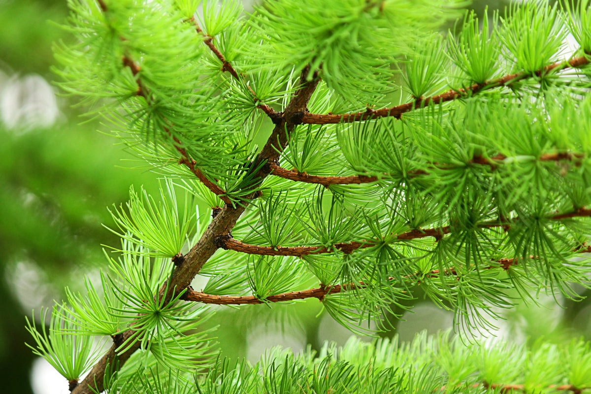 25 European Larch Tree (Larix Decidua) Seeds