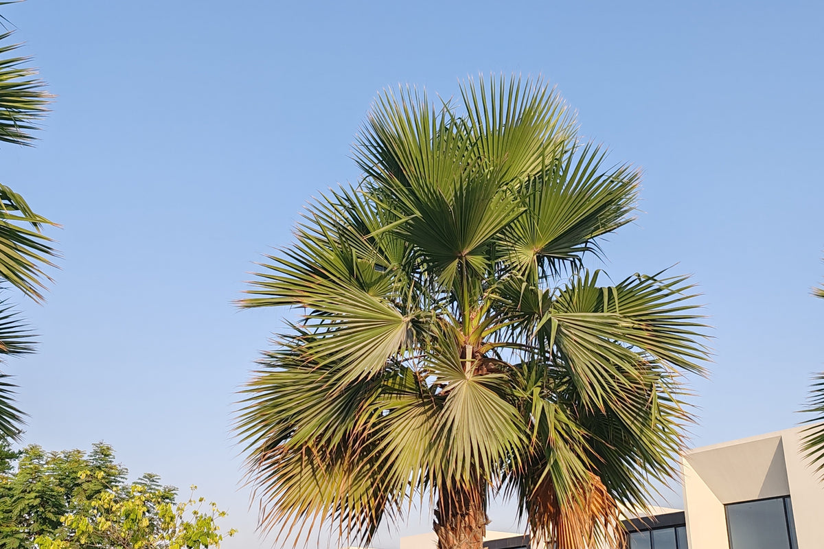 30 CALIFORNIA FAN PALM Tree Petticoat Arizona Desert Washingtonia Filifera Seeds
