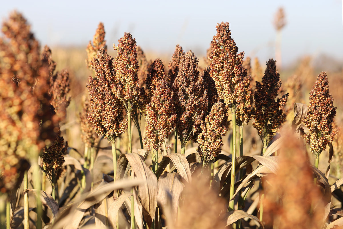 20 IOWA SWEET SORGHUM Bicolor Syrup Vegetable Grain Seeds