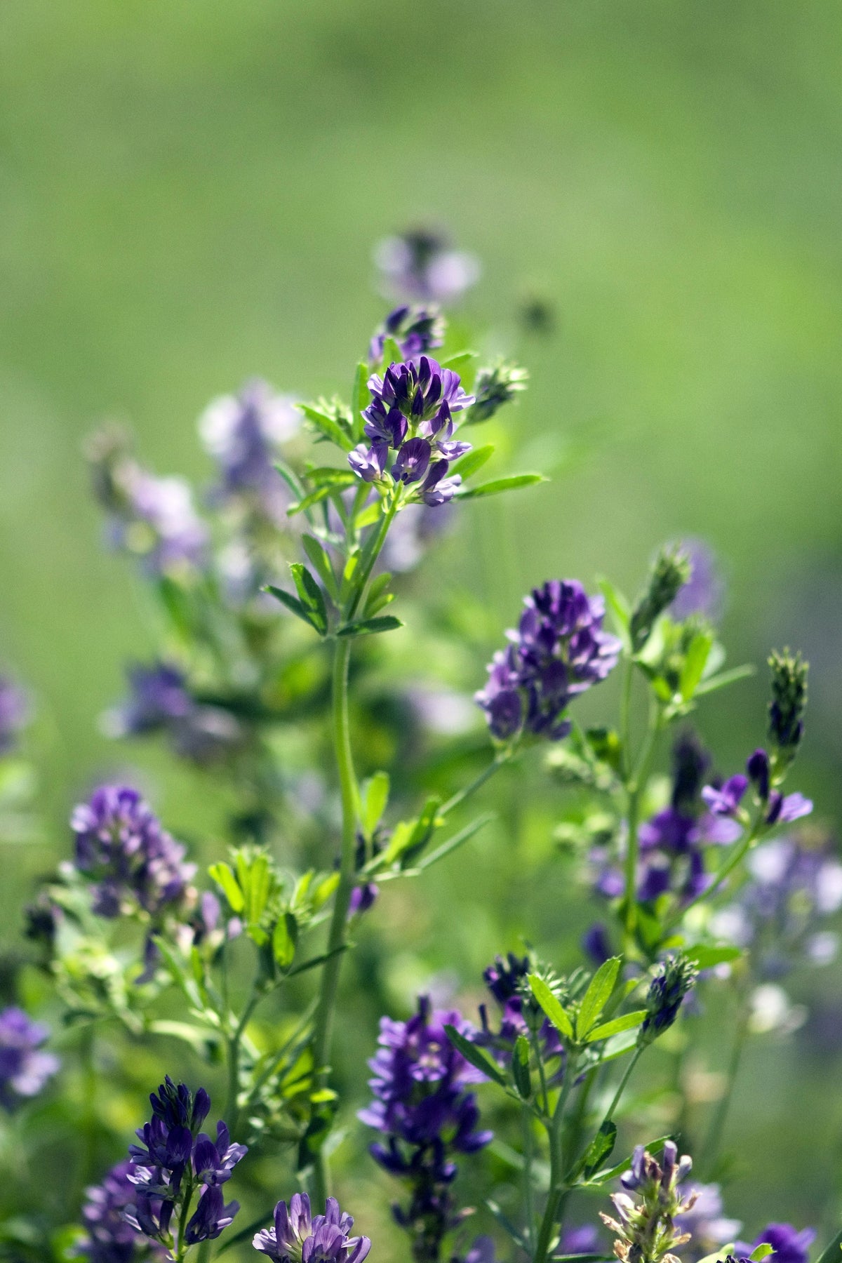 2000 Alfalfa (Medicago Sativa) Seeds