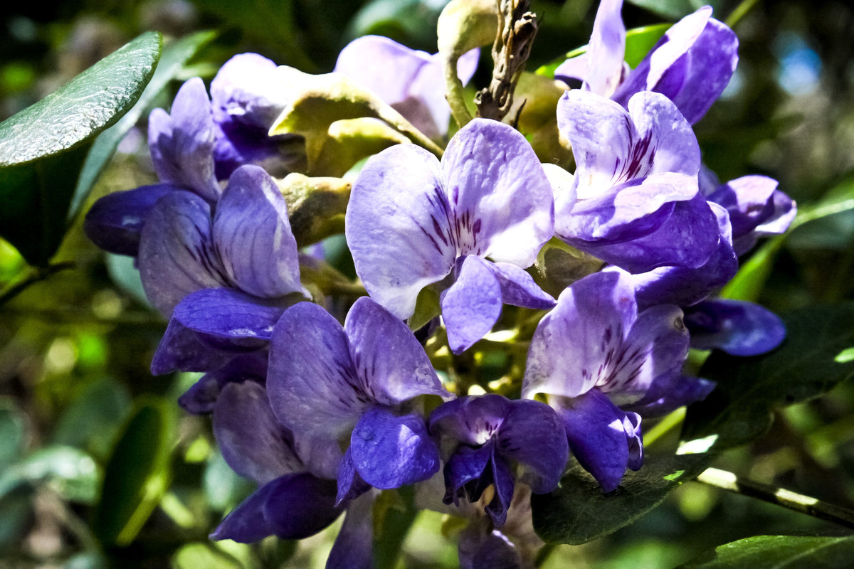 10 TEXAS Mountain LAUREL Sophora Secundiflora Mescal Tree Purple Flower Seeds
