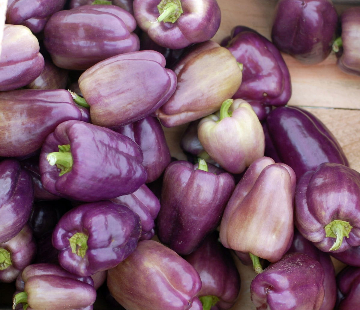 100 LILAC BELL PEPPER Capsicum Annuum Sweet Mild Purple Vegetable Seeds