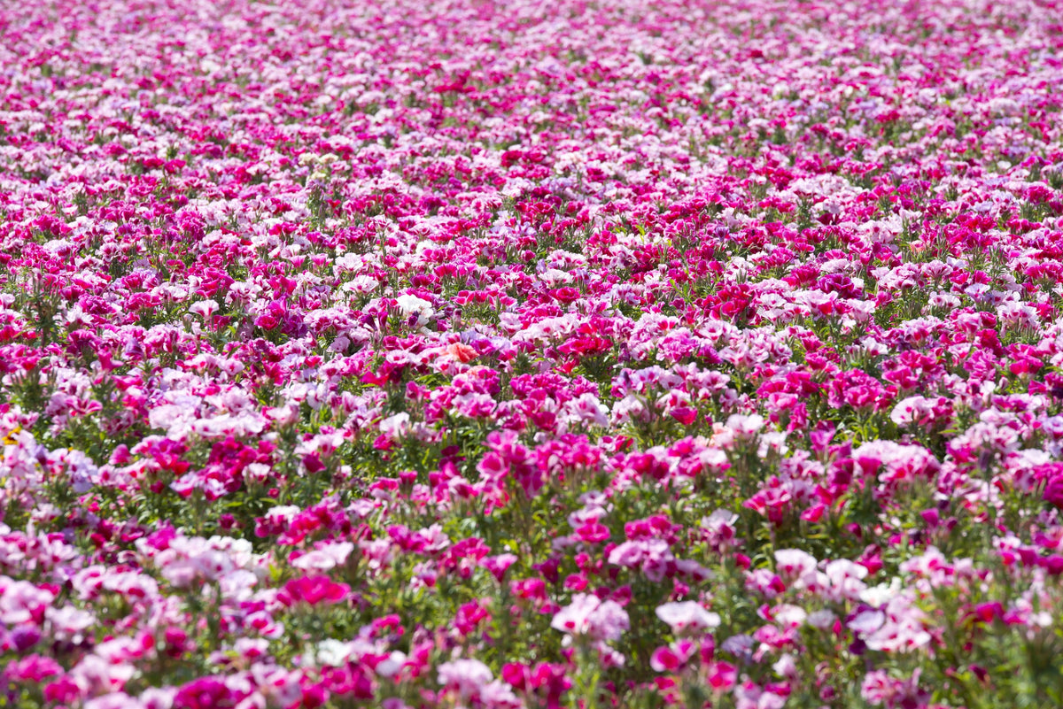 500 Pink FAREWELL TO SPRING Clarkia Elegans Godetia Flower Seeds