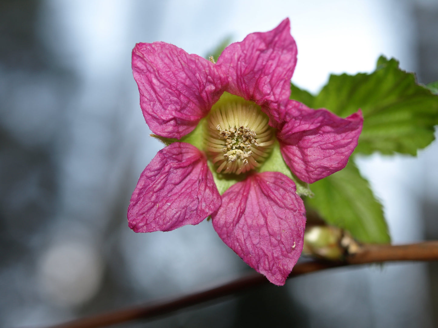 20 Salmonberry (Rubus Spectabilis) Seeds