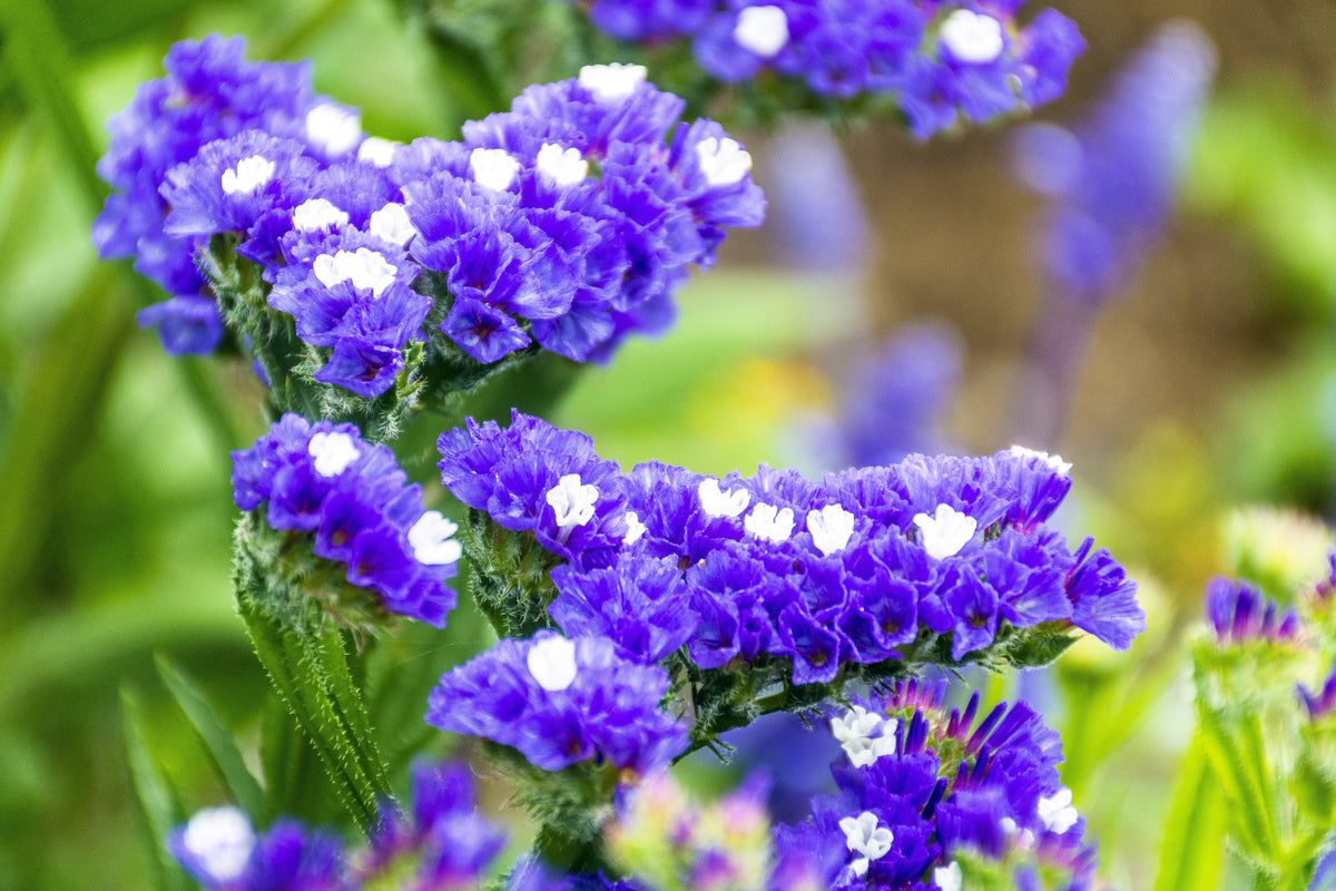 50 Pacific Mix STATICE (Sea Lavender) Mixed Colors Limonium Sinuatum Flower Seeds