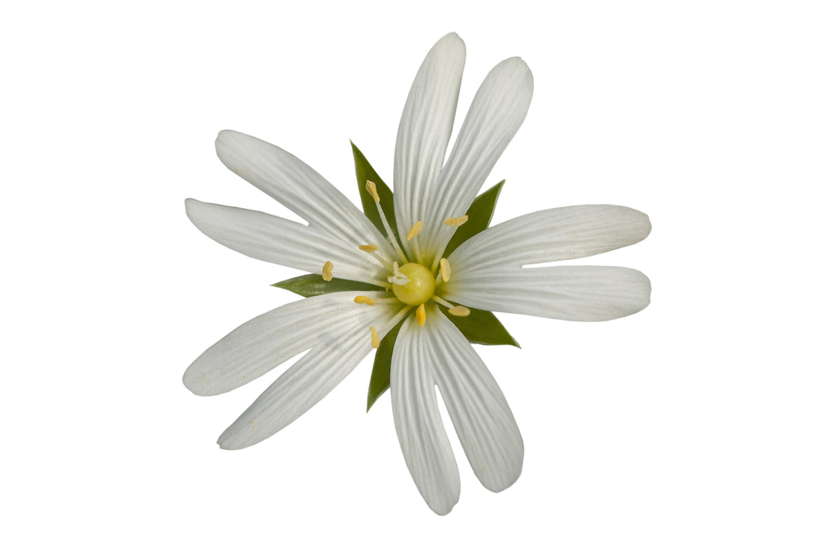 Organic Chickweed (Stellaria media) Seeds – 50 ct