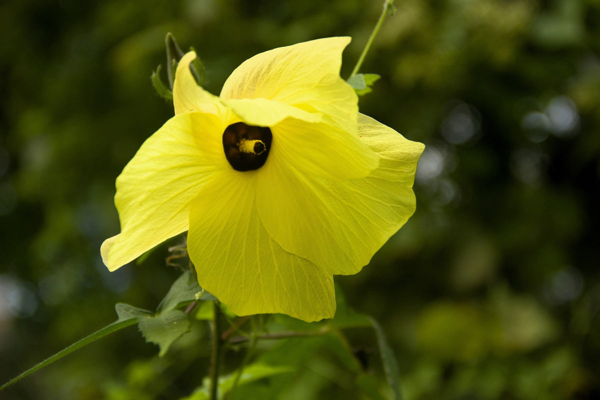 Ambrette (Musk Mallow) (Abelmoschus moschatus) Seeds – 40 ct