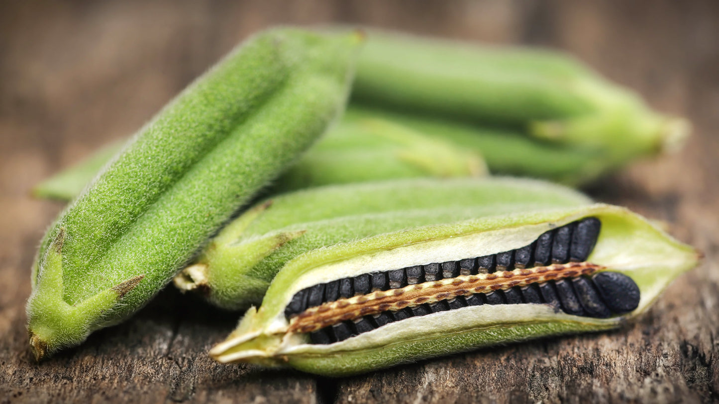 1500 Sesame Seed (Sesamum Indicum) Seeds