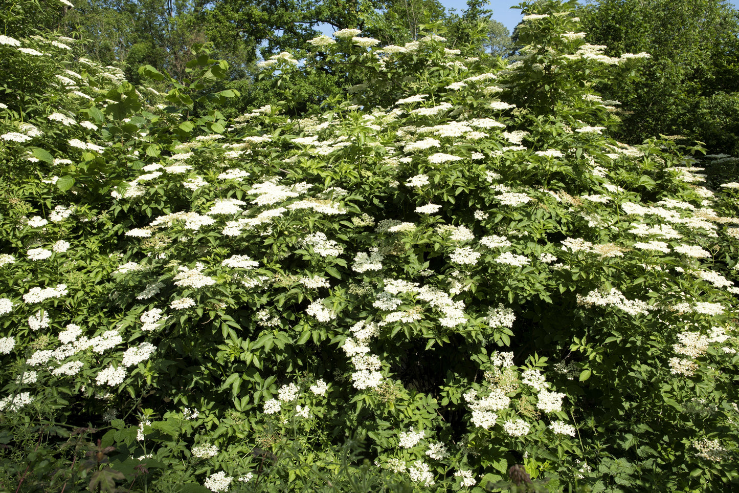 500 American ELDERBERRY (Sambucus Nigra Canadensis) Seeds