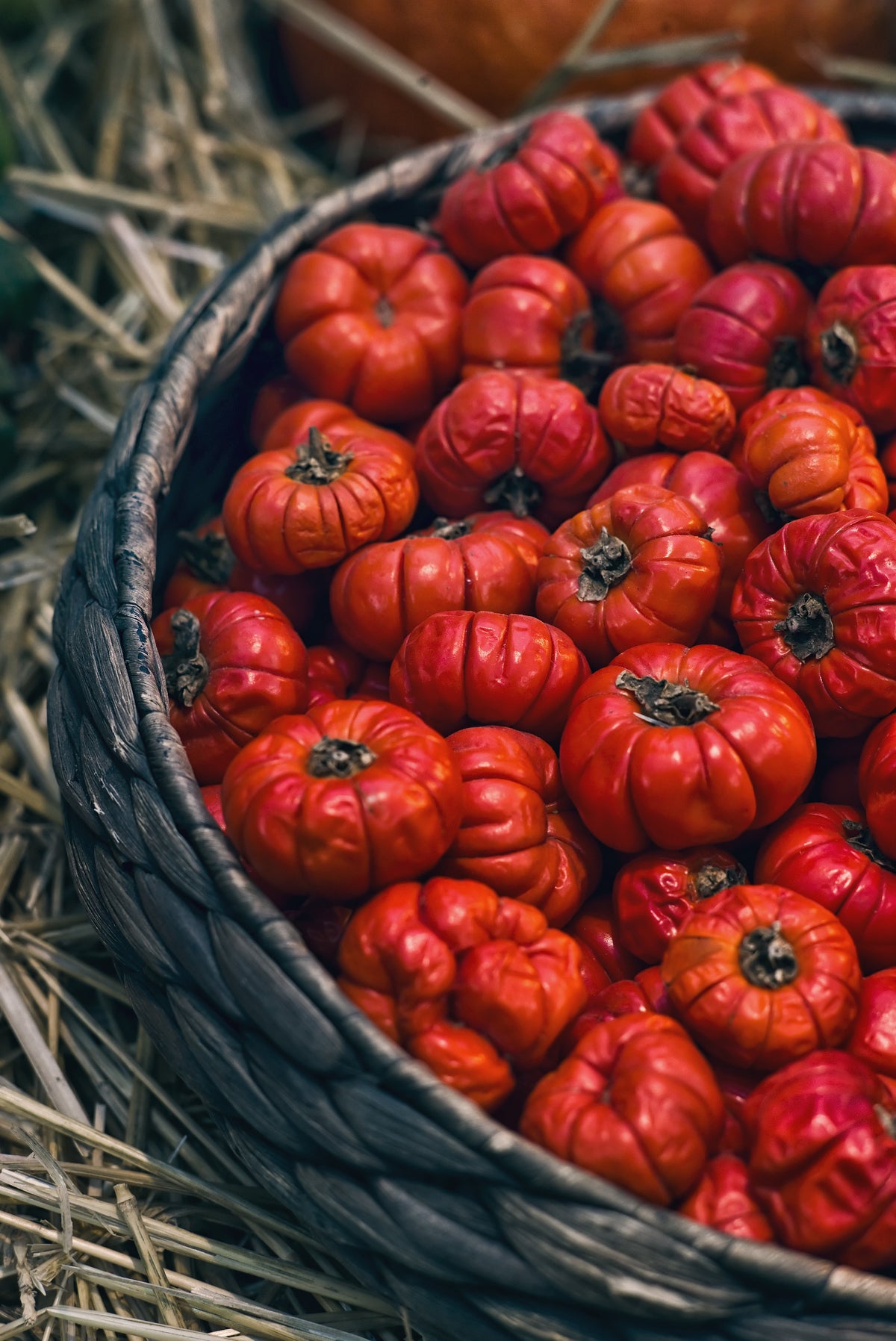 25 RUFFLED RED EGGPLANT Pumpkin On A Stick Edible & Ornamental Solanum Melongena Seeds
