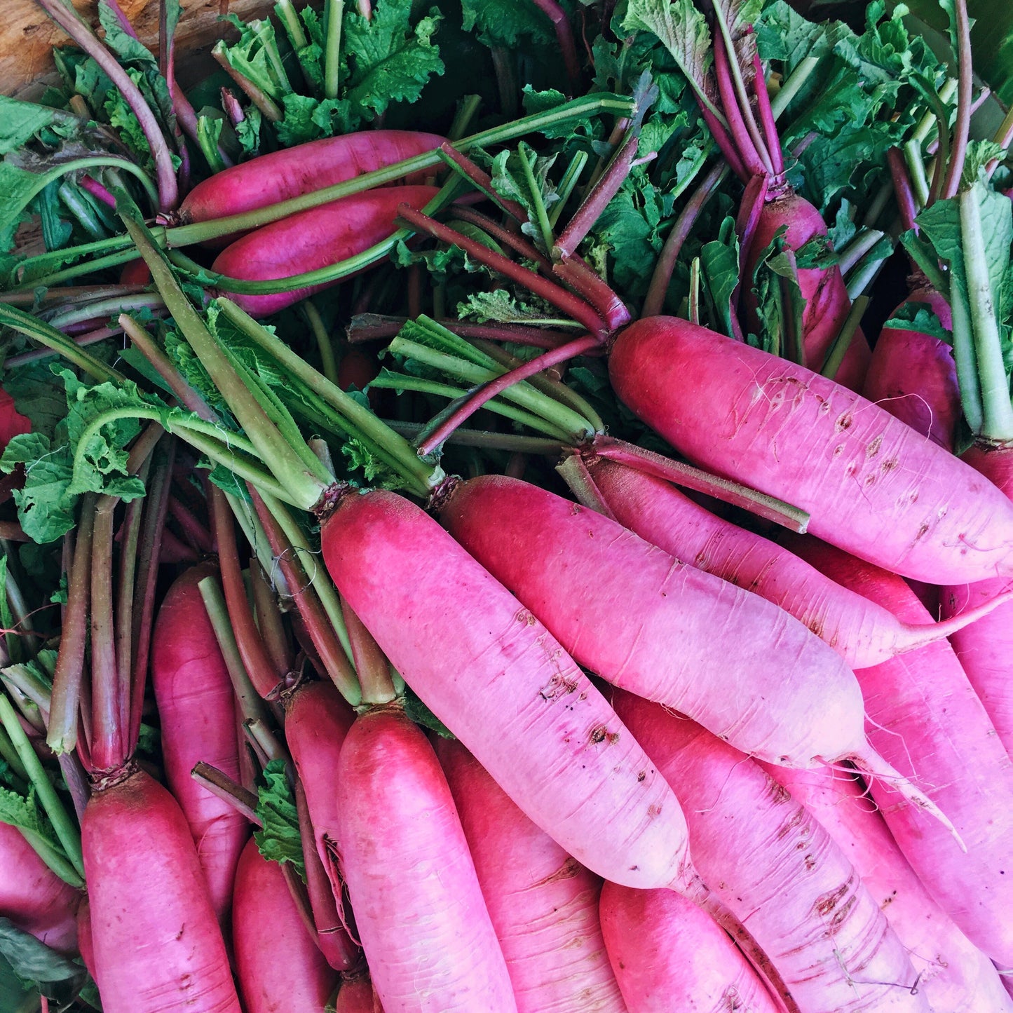 100 China Rose Radish (Raphanus Sativus) Seeds