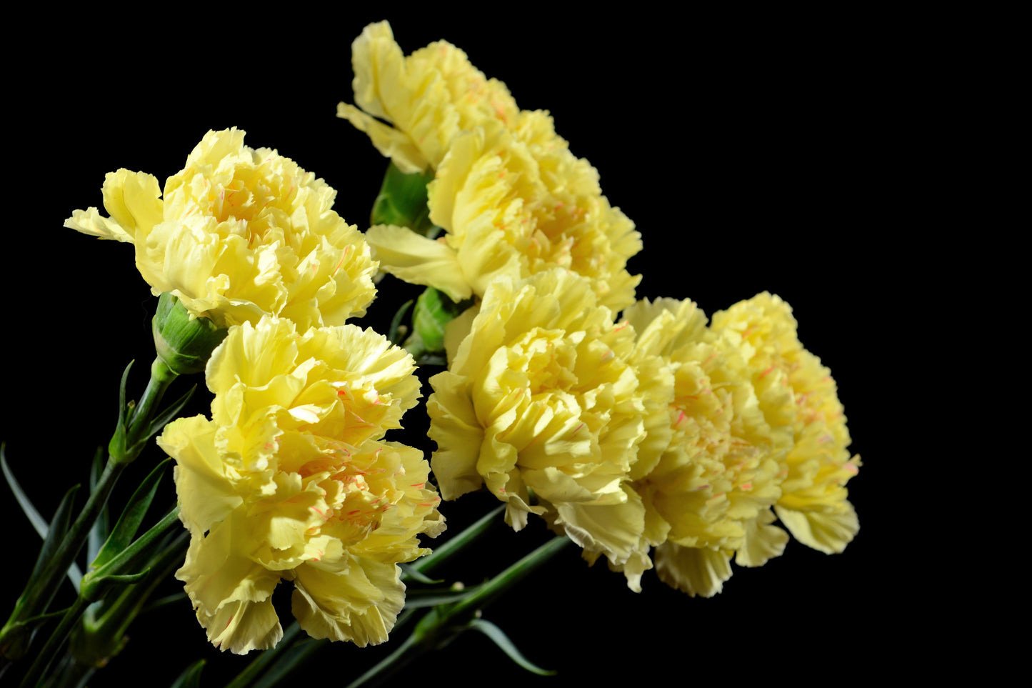 50 Yellow Carnation (Dianthus Caryophyllus ) Seeds