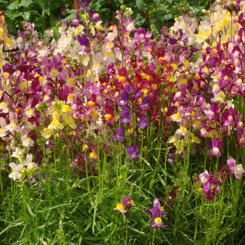 Snapdragon, Spurred (1/4 lb)