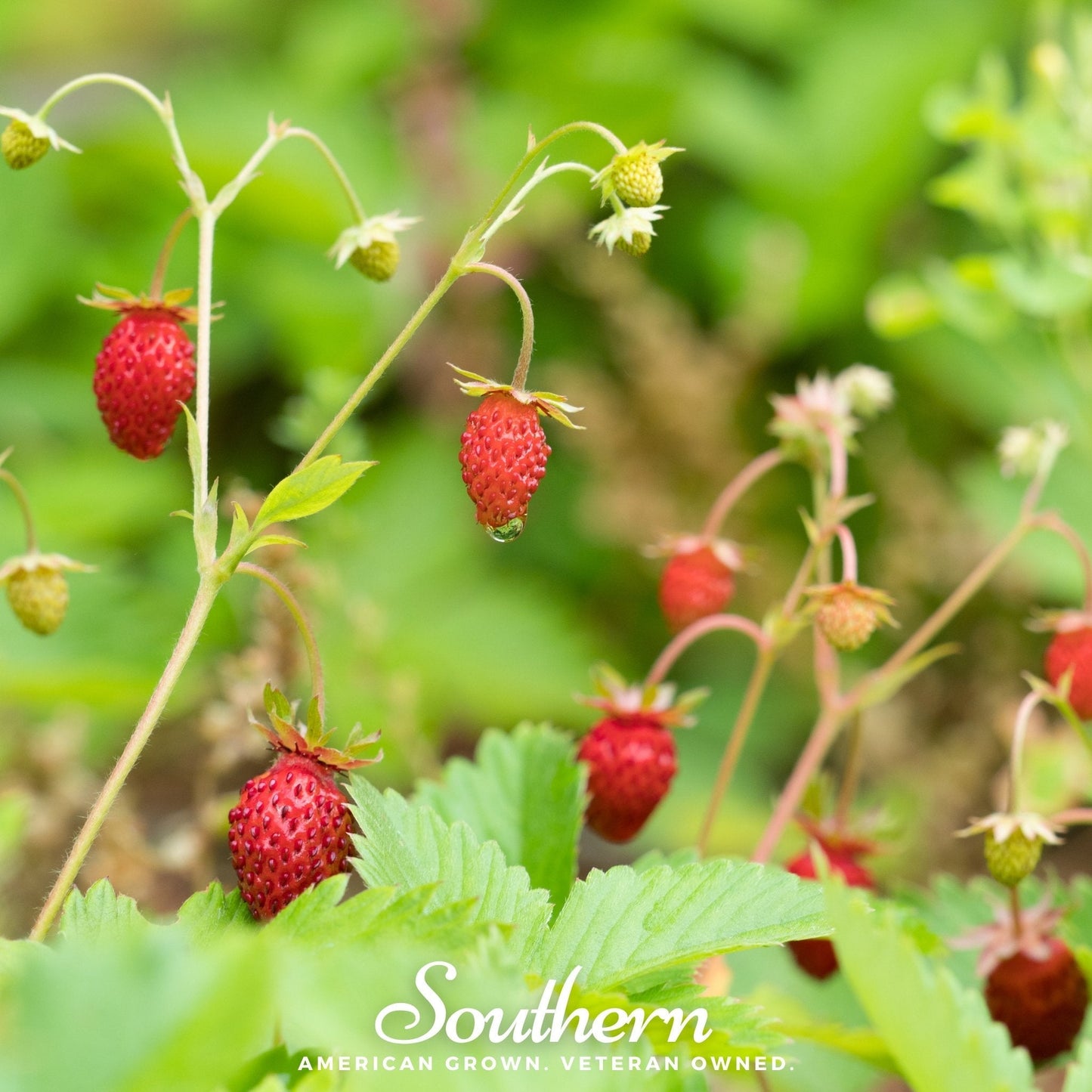 Wild Red Alpine Strawberry – 200 Seeds