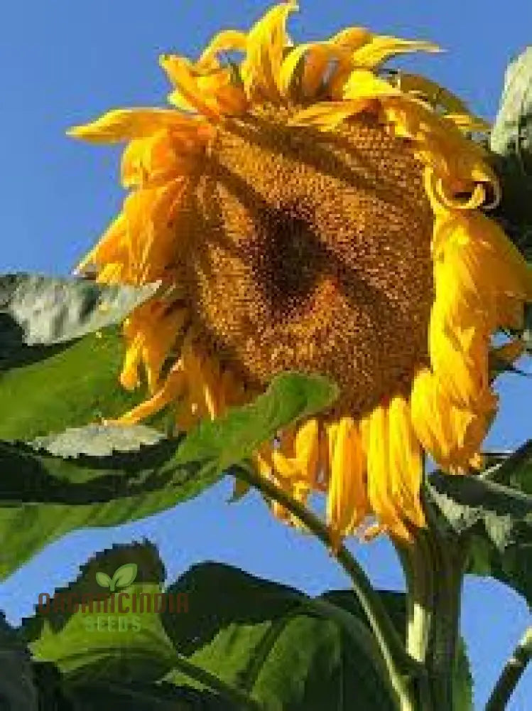 Sunflower Mongolian Giant Seeds