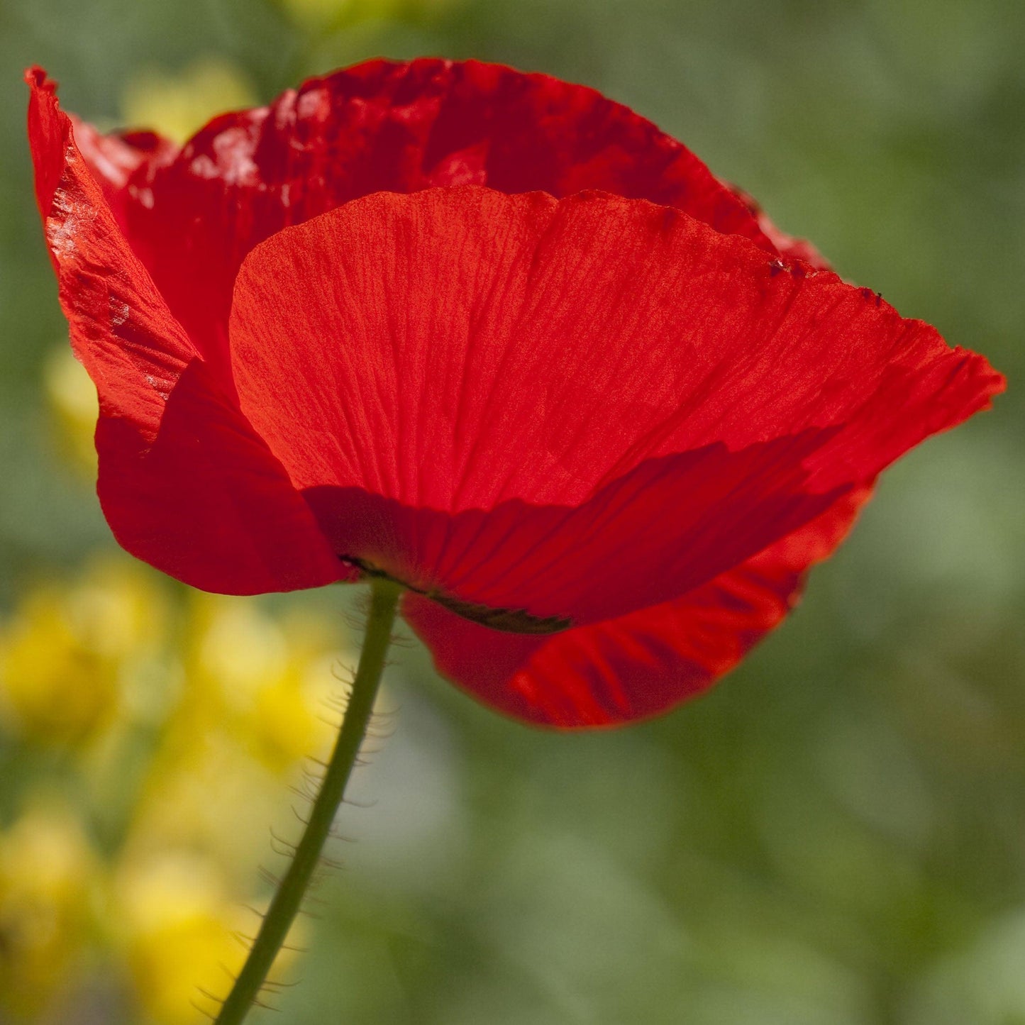 Corn Poppy
