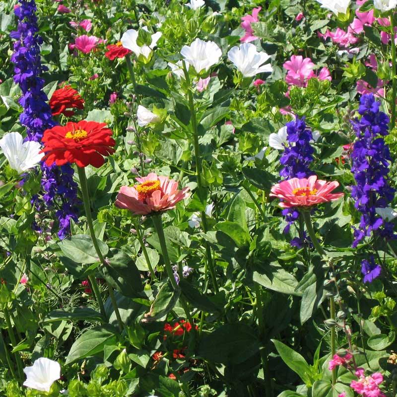North American Hummingbird Garden Wildlower Mix (lb)