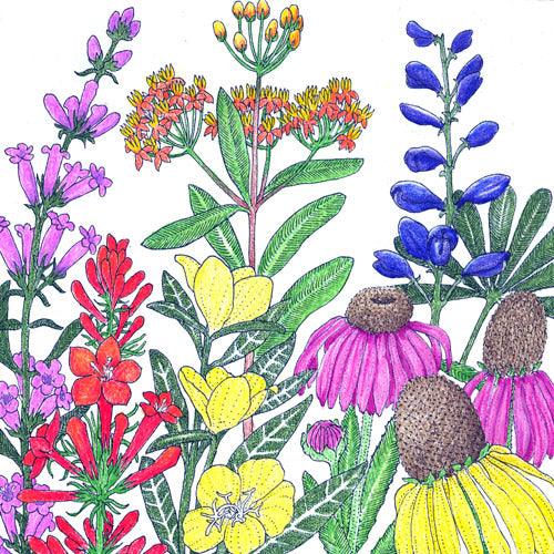 North American Perennial Native Wildflower Mix (pack)
