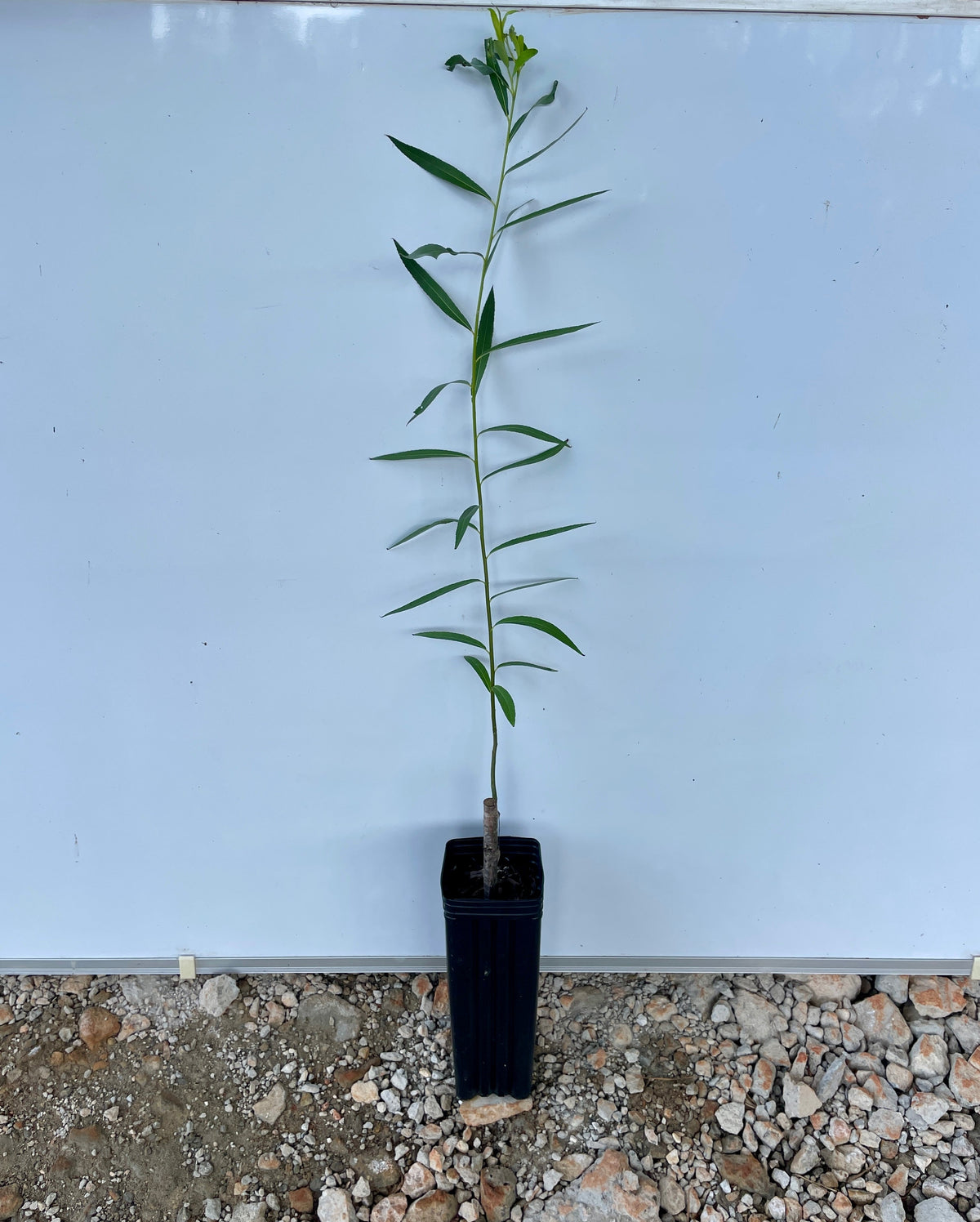 Austree Hybrid Willow (Salix mutsudana x Salix alba) seedling