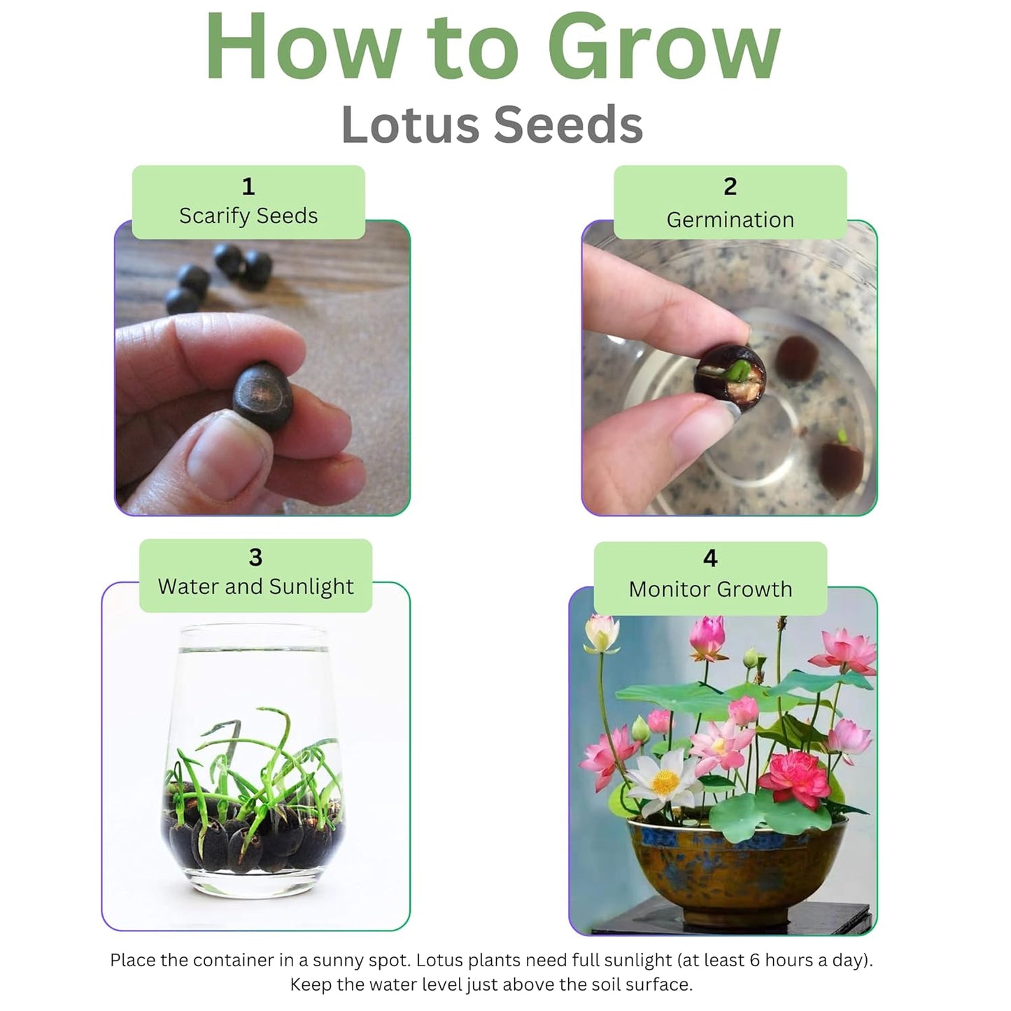 Red Lotus Flower Seeds