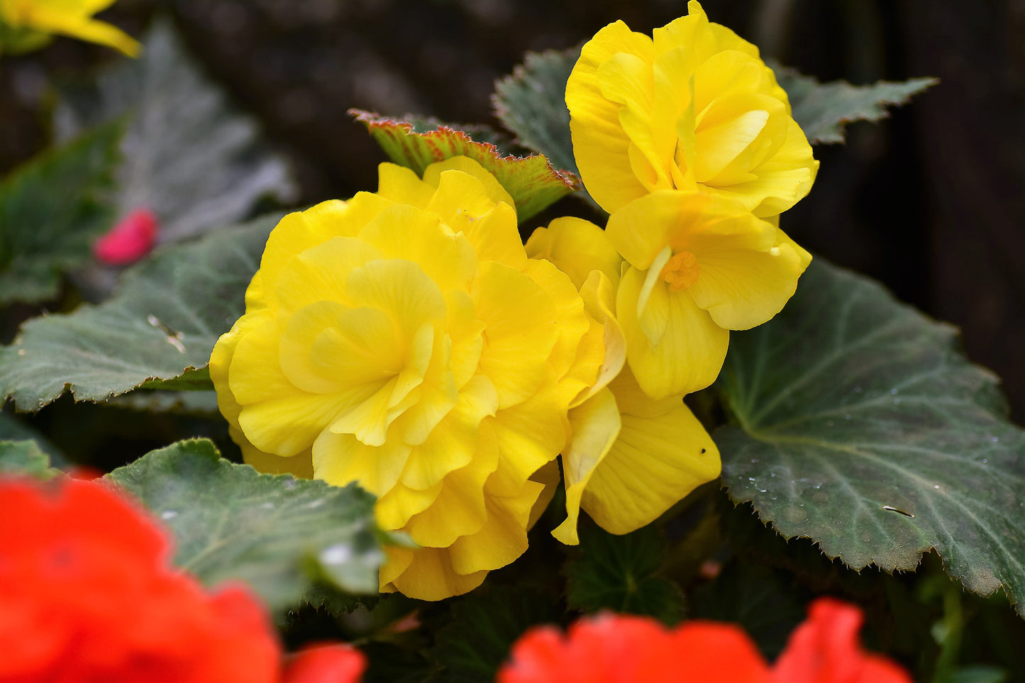 10 Yellow Double Begonia (Tuberosa Tuberous Begonia) Seeds