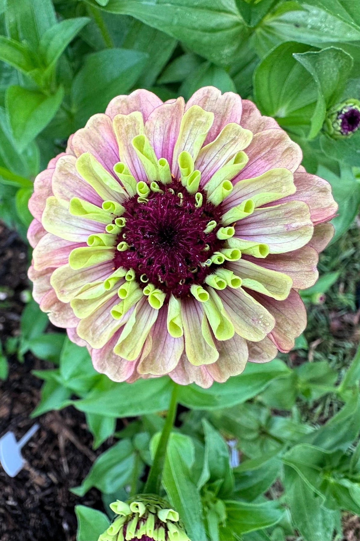 25 Red Lime Queeny Zinnia (Zinnia Elegans) Seeds