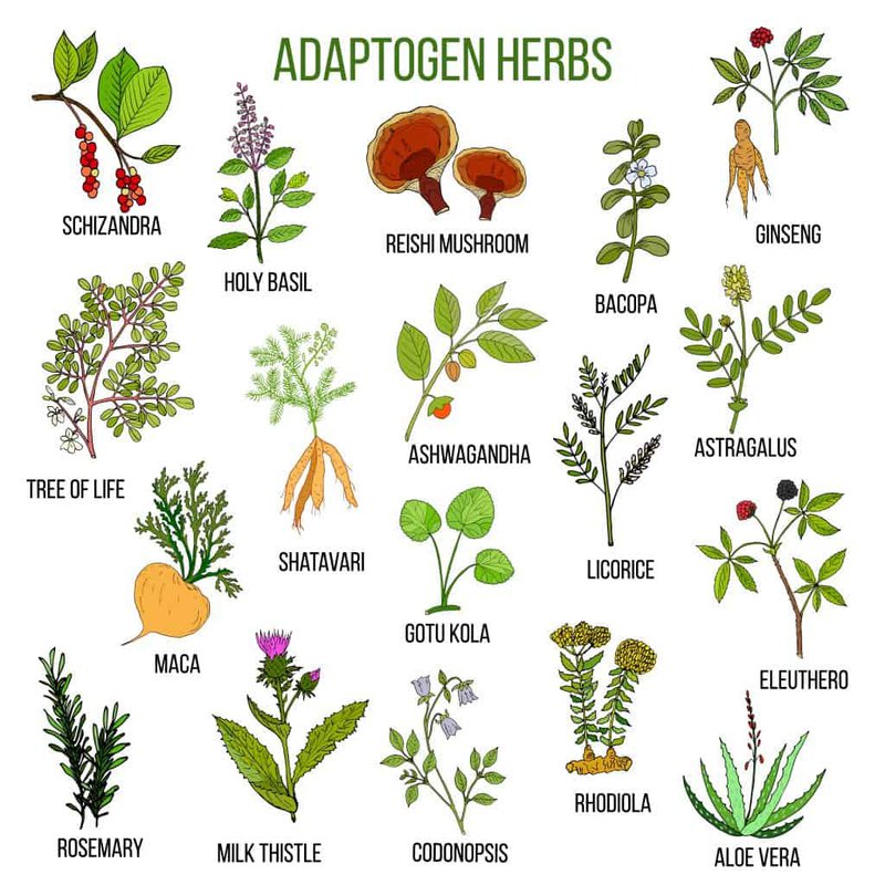 All About Adaptogens