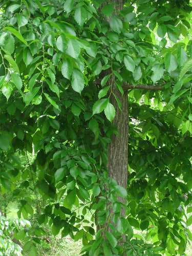 Plant Ally: Slippery Elm