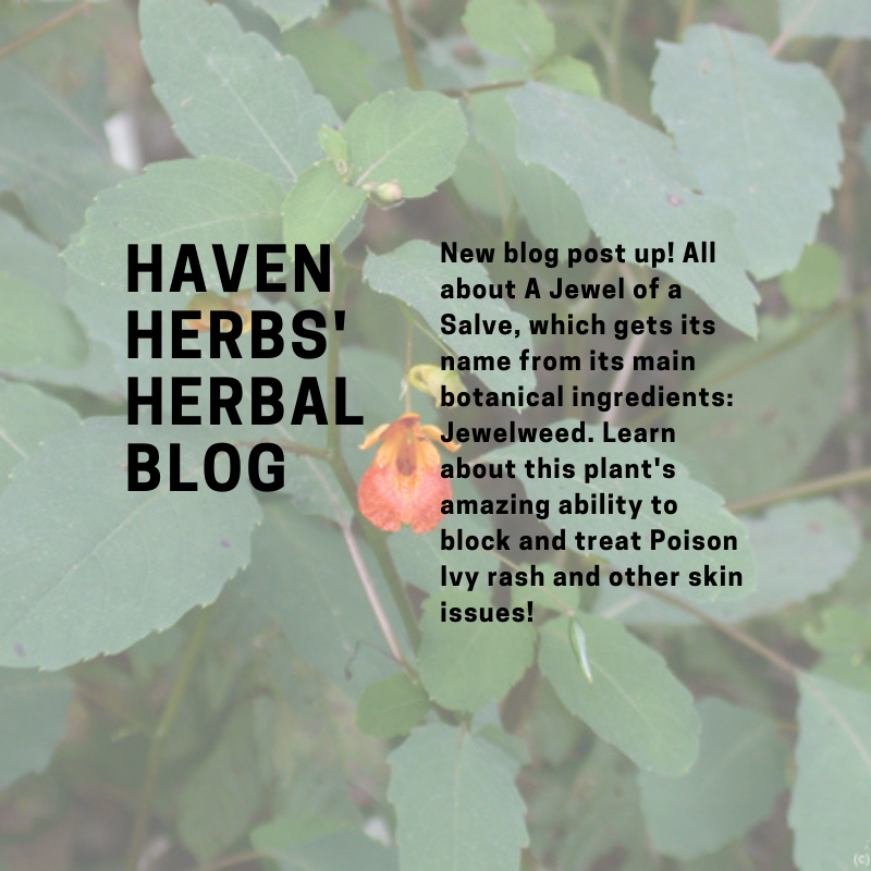 A Jewel of a Salve: The power of Jewelweed