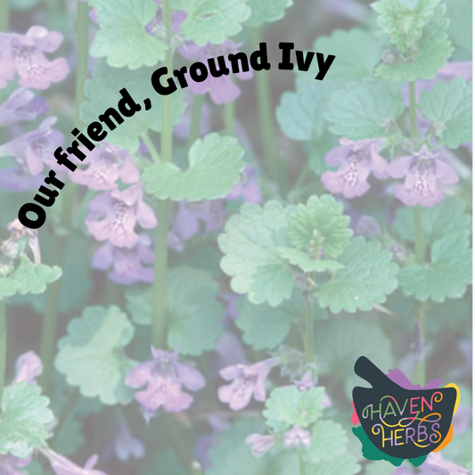 Ground Ivy: Meet The Lawn Menace That Actually Wants To Heal You