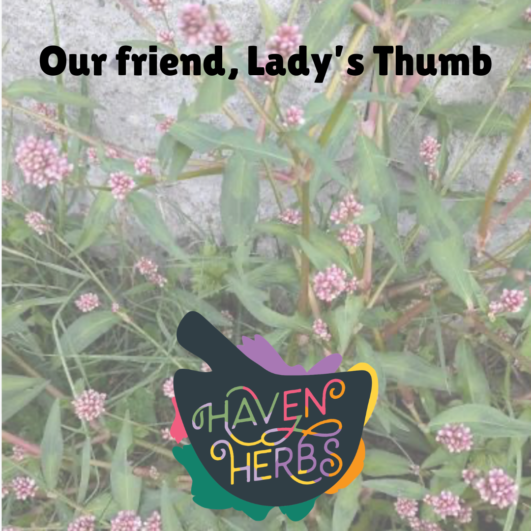 Meet Lady’s Thumb: The Sassy Backyard Weed With a Multitude of Names